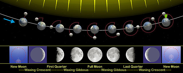 Diagram of moon phases. From new moon, to first quarter, to half moon, to last quarter, to new moon again. 