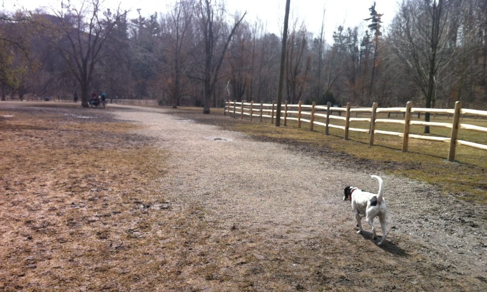 empty dog park = sad dog